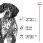Royal Canin Medium Adult pienso para perros, , large image number null